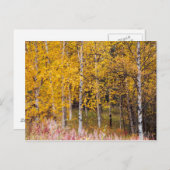 carte postale, Birch Trees in the Fall, Alaska (Devant / Derrière)