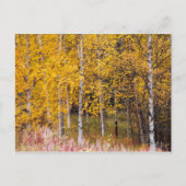 carte postale, Birch Trees in the Fall, Alaska (Devant)