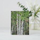 Carte Postale Birch Trees Mont Charleston Nevada (Debout devant)