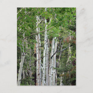 Carte Postale Birch Trees Mont Charleston Nevada 