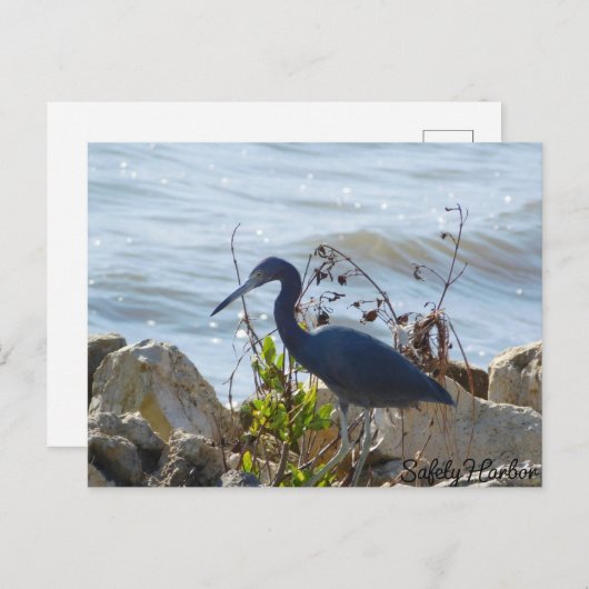 Carte Postale Bird By the Bay Little Blue Heron Safety Harbour (Devant / Derrière)