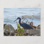Carte Postale Bird By the Bay Little Blue Heron Safety Harbour (Devant)