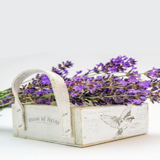 Carte Postale Bird French Script Sepia Tissuepapier