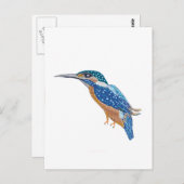 Carte Postale Bird KingFisher (Devant / Derrière)