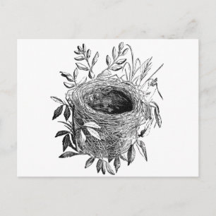 Carte Postale bird nest vintanillustration