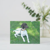 Carte Postale Bird the German Shorthair Pointer (Debout devant)