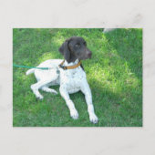 Carte Postale Bird the German Shorthair Pointer (Devant)