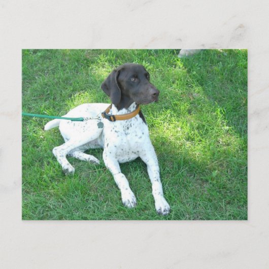 Carte Postale Bird the German Shorthair Pointer (Devant)
