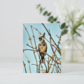 Carte Postale Birdagw (Debout devant)