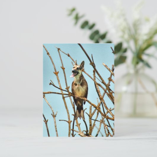 Carte Postale Birdagw (Debout devant)