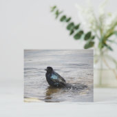 Carte postale Birdbath (Debout devant)