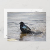 Carte postale Birdbath (Devant / Derrière)