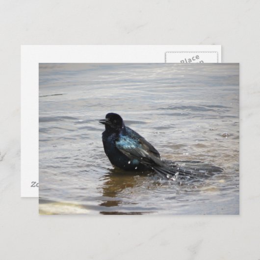 Carte postale Birdbath (Devant / Derrière)