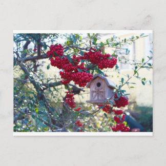 Carte Postale Birdhouse et baies rouges