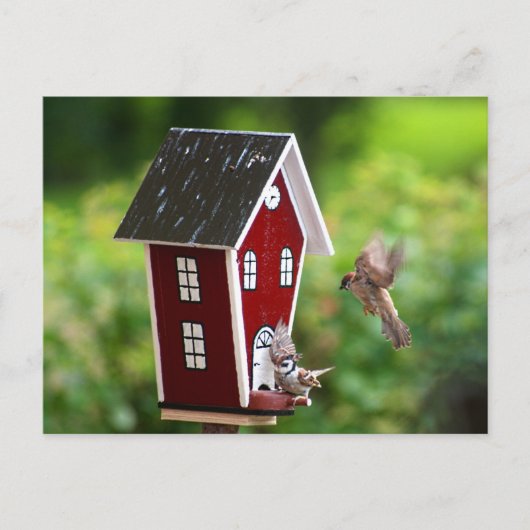 Carte Postale BirdHouse/Fågelhus (Devant)