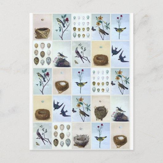 Carte Postale Birds and Nests (Devant)
