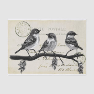 Carte Postale Birds on a Branch (Frans Briefkaart) Tissuepapier