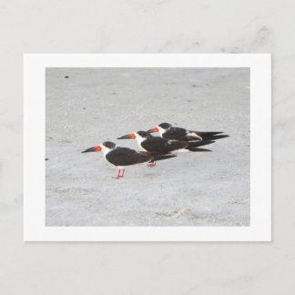 Carte Postale Birds on the Beach