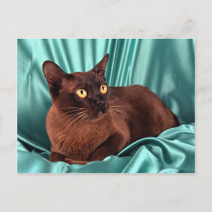 Carte Postale birman, brun