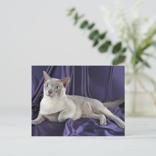 Carte Postale birman, lilas (Debout devant)