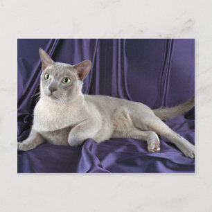 Carte Postale birman, lilas