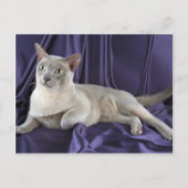 Carte Postale birman, lilas (Devant)