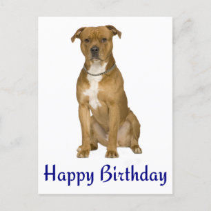 Carte Postale Birthday American Staffordshire Terrier Post Card