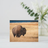 Carte Postale Bison (Debout devant)