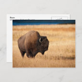 Carte Postale Bison (Devant / Derrière)