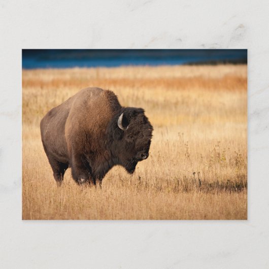 Carte Postale Bison (Devant)