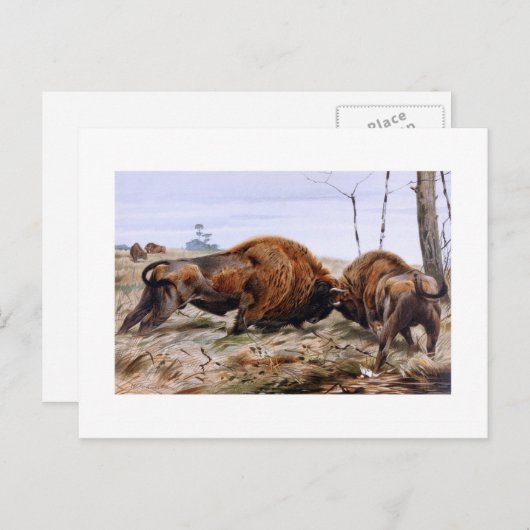 Carte Postale Bison (Devant / Derrière)