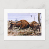 Carte Postale Bison (Devant)