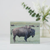 Carte Postale Bison (Debout devant)