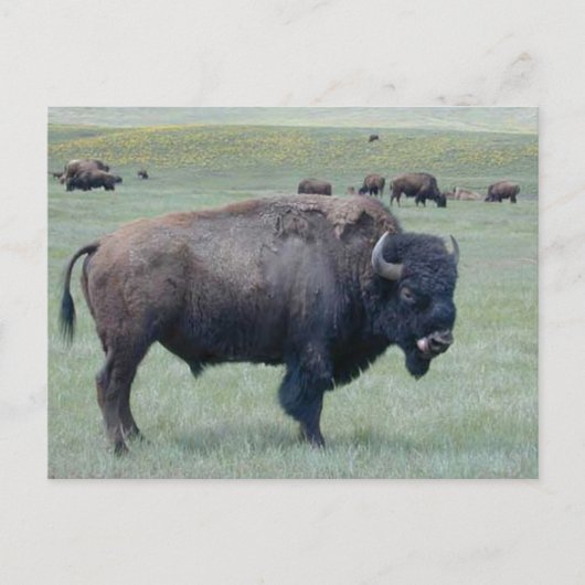 Carte Postale Bison (Devant)
