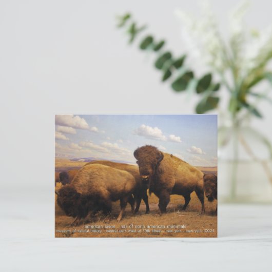Carte Postale Bison (Debout devant)