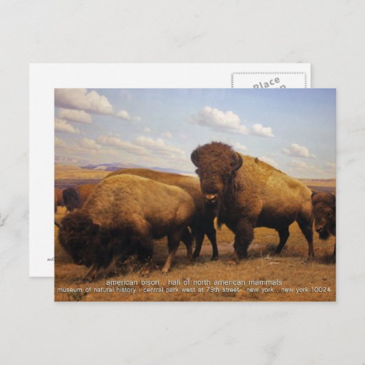 Carte Postale Bison (Devant / Derrière)