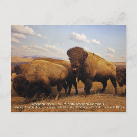 Carte Postale Bison (Devant)
