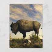 Carte Postale Bison (Devant)