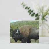 Carte postale Bison (Debout devant)