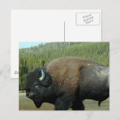Carte postale Bison (Devant / Derrière)