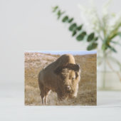 carte postale bison (Debout devant)