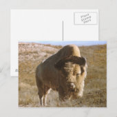 carte postale bison (Devant / Derrière)