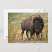 Carte Postale Bison (Devant / Derrière)