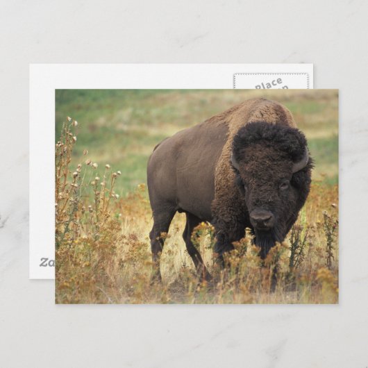 Carte Postale Bison (Devant / Derrière)