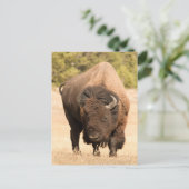 Carte Postale Bison (Debout devant)