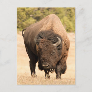 Carte Postale Bison