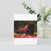 Carte Postale Bison (Debout devant)