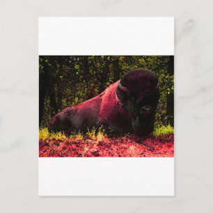 Carte Postale Bison