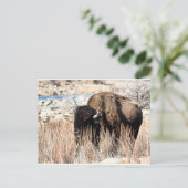 Carte postale Bison (Debout devant)