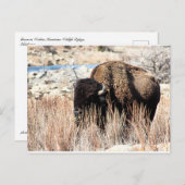 Carte postale Bison (Devant / Derrière)